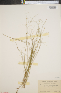 Juncus pelocarpus image